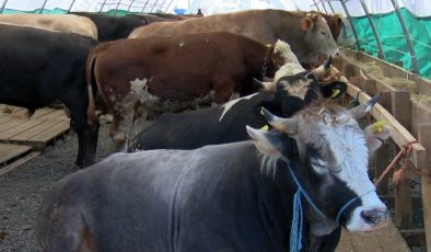 Kurbanlık hayvan fiyatları belli oldu