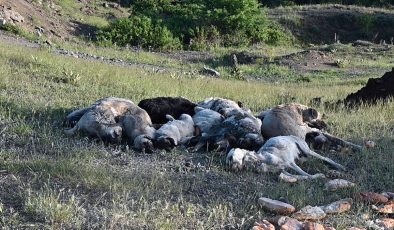 Vahşet! 20’den fazla köpeği iğne ile öldürdüler